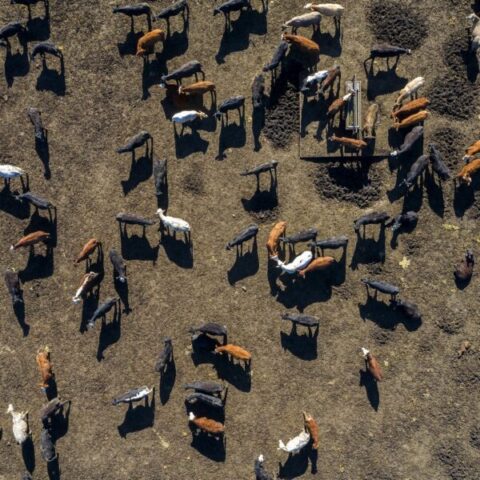 Aerial view of a large beef cattle feed lot in Texas, USA.